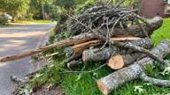 Cut tree limbs stacked at the edge of a suburban road awaiting collection.